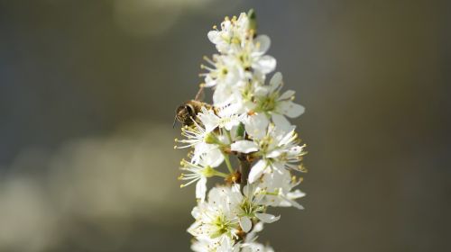 Gėlė, Bičių, Balta, Žiedas, Gamta, Vabzdys, Tapetai