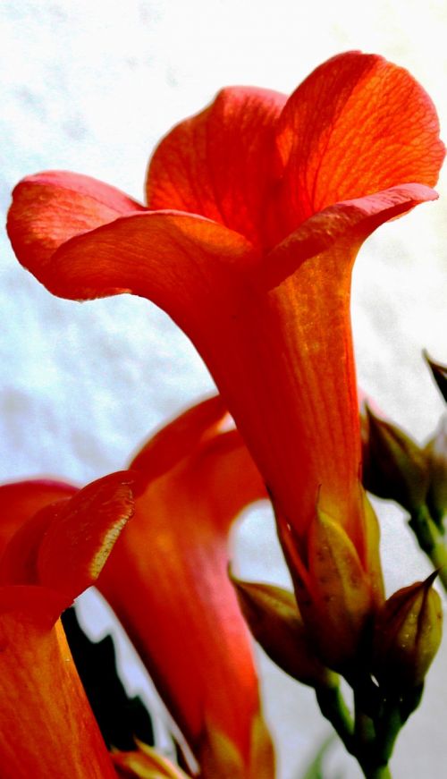 Gėlė, Trimito Gėlės, Stovyklos Grandiflora, Gėlės, Oranžinė Raudona, Budas, Indiška Vasara