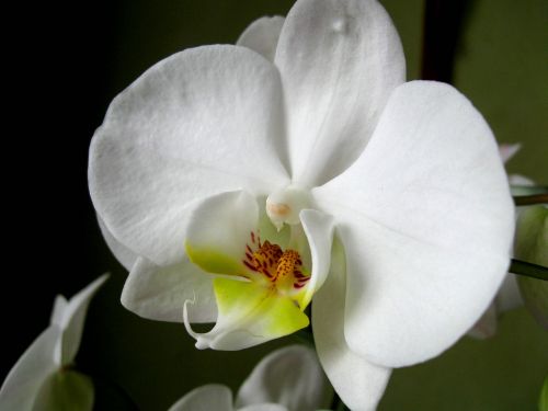 Gėlė, Orchidėja, Orchisa, Iš Arti, Rytietiška Gėlė