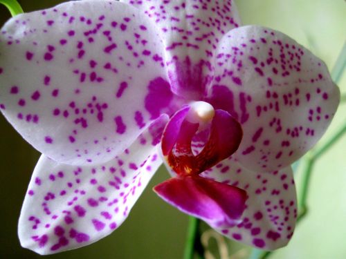 Gėlė, Orchidėja, Iš Arti, Rožinis