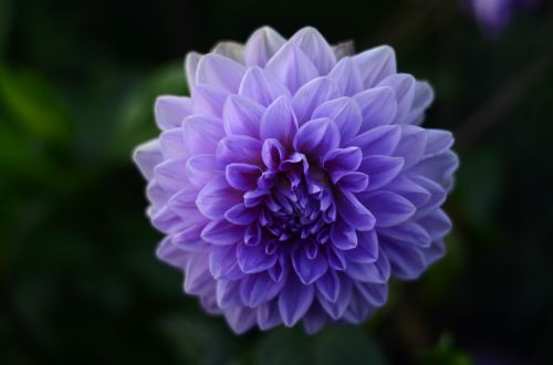Gėlė, Violetinė, Gamta