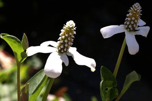 Gėlė, Balta, Dykuma, Gamta, Makro, Flora, Laukiniai