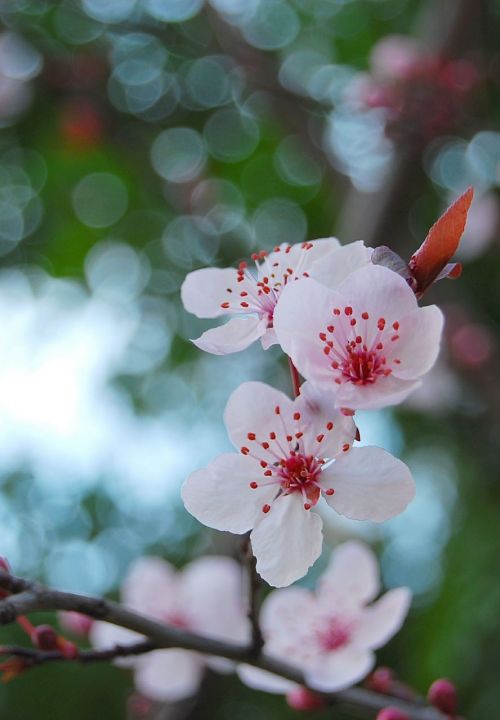 Gėlė, Gražus, Sakura, Pavasaris, Sezonas, Medis
