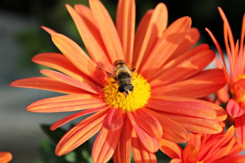 Gėlė, Bičių, Vabzdžiai, Gamta, Žiedadulkės, Apdulkinimas, Žydėjimas, Makro, Pistil, Geltona, Oranžinė, Bitės