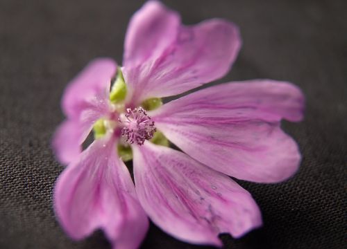 Gėlė, Makro, Rožinis, Violetinė