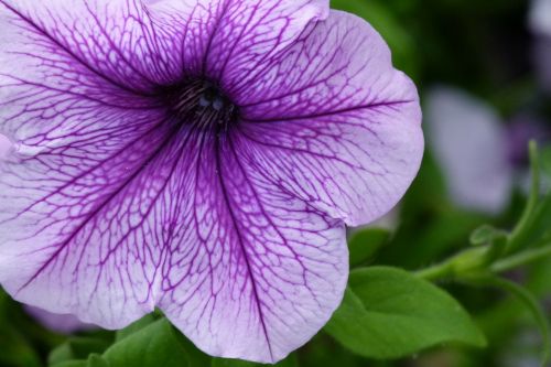 Gėlė, Violetinė, Sodas, Gamta, Gėlių, Žiedas, Žydėti, Flora, Sezonas, Žiedlapis, Violetinė, Lauke, Botanika, Laukiniai, Kaimas, Auga, Gyvas, Sezoninis, Gyvenimas, Stiebas, Lapai, Minkštas, Budas, Ramus, Trapumas, Natūralus, Vasara, Augimas, Ramybė, Skanėsto, Subtilus, Trapi, Biologija, Lauke, Šviesus