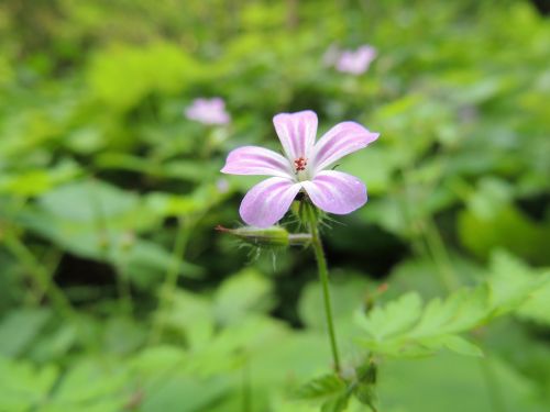 Žiedas, Žydėti, Gėlė, Augalas, Violetinė, Gamta, Makro