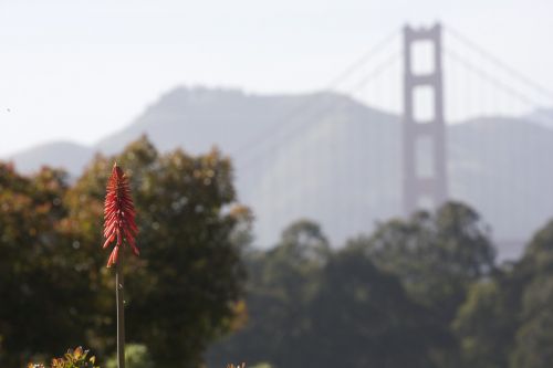 Gėlė, Tiltas, Gamta, Raudonasis Tiltas, Rūkas, San Franciskas, Parkas