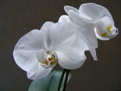 Gėlė, Orchidėja, Balta, Augalas, Phalaenopsis, Grožis, Žiedas, Žydėti, Žiedlapis