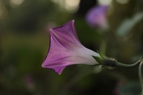 Gėlė, Violetinė, Krupnyj Planas, Gamta, Rožinis, Gėlės, Vasaros Gėlės, Žiedlapiai, Sodo Gėlė