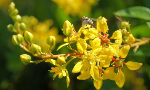 Gėlė, Geltona, Vabzdys, Gamta, Pavasaris, Žalias, Gėlių, Augalas, Vasara, Žiedas, Spalva, Šviesus, Sodas, Natūralus, Žydėti, Flora, Šviežias, Sezonas, Žiedlapis, Spalvinga, Šviežumas, Pieva, Makro, Botanikos, Laukas, Daisy, Lapai