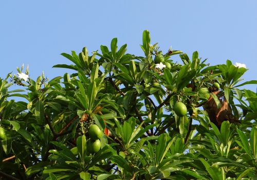 Gėlė, Balta, Jūrų Mango, Vaisiai, Madagaskaro Bandomoji Pupelė, Odollam Medis, Rausvos Akies Cerbera, Šuo-Bane, Cerberos Mangai, Apocynaceae, Cerbera Venenifera, Tanghinia Venenifera, Medis, Flora, Gokarna, Karnataka, Indija