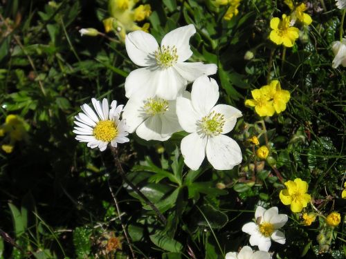 Žiedas, Žydėti, Alpių Gėlė, Alpių Flora, Balta, Gėlės, Daisy