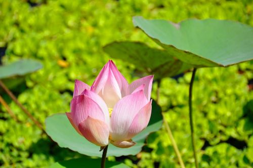 Gėlė, Lotuso Gėlė, Vandens Augalas