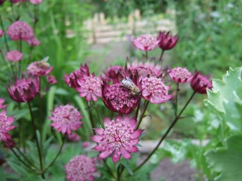 Gėlė, Astrantija, Sodas