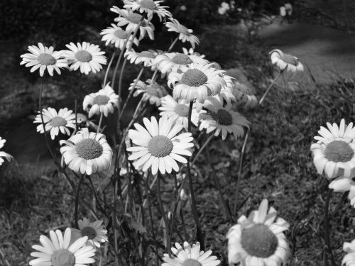 Gėlė, Daisy, Juoda Ir Balta, Pavasaris, Balta, Gamtos Gėlė, Raktažodžiai Fotomontáž