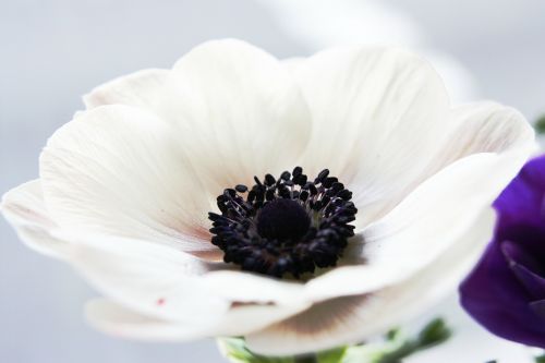 Gėlė, Anemonis, Balta