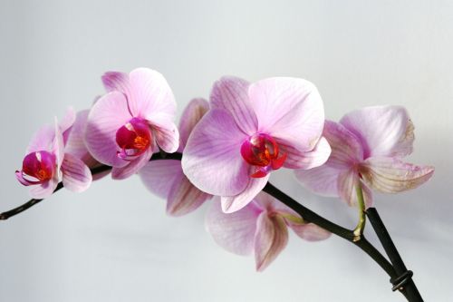 Gėlė, Orchidėja, Rosa