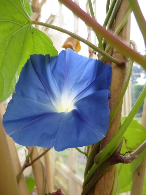 Gėlė, Mėlynas, Botanika