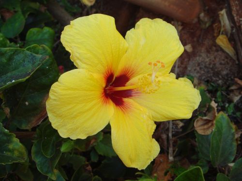 Gėlė, Hibiscus, Gamta, Aloha