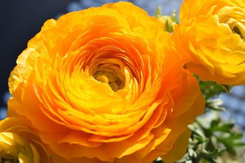 Gėlė, Ranunculus, Oranžinė