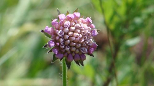 Gėlė, Violetinė, Gamta