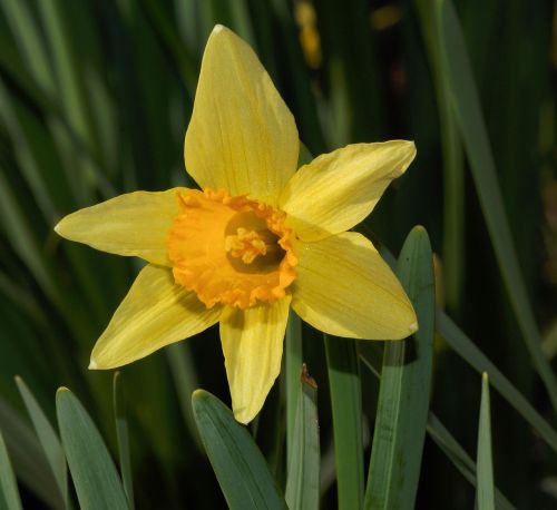 Gėlė, Žiedas, Žydėti, Narcizas, Daffodil, Uždaryti, Geltona Gėlė, Spalva, Pavasario Pranašys, Geltona, Botanikos, Žydėti, Velykos