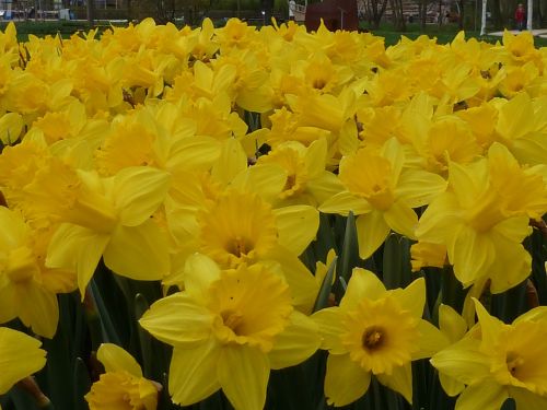 Gėlė, Daffodil, Geltona, Pavasaris