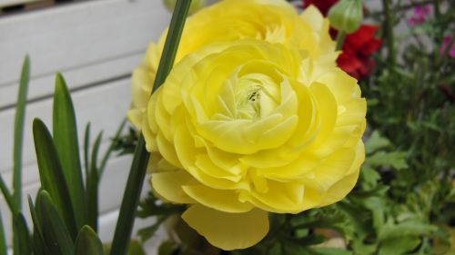 Gėlė, Geltona, Ranunculus