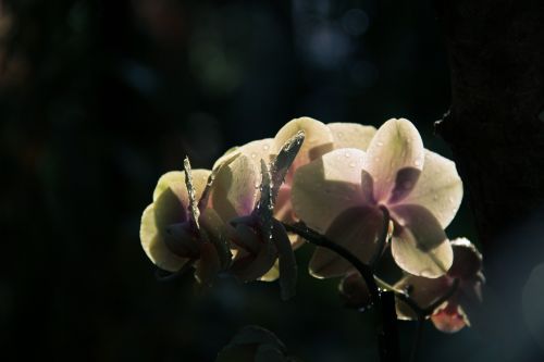 Gėlė, Augalas, Gamta, Orchidėja