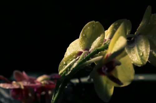 Gėlė, Augalas, Gamta, Orchidėja