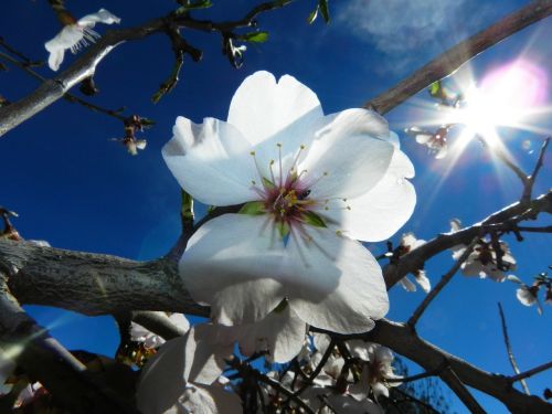 Gėlė, Balta, Migdolų Medžio Gamta