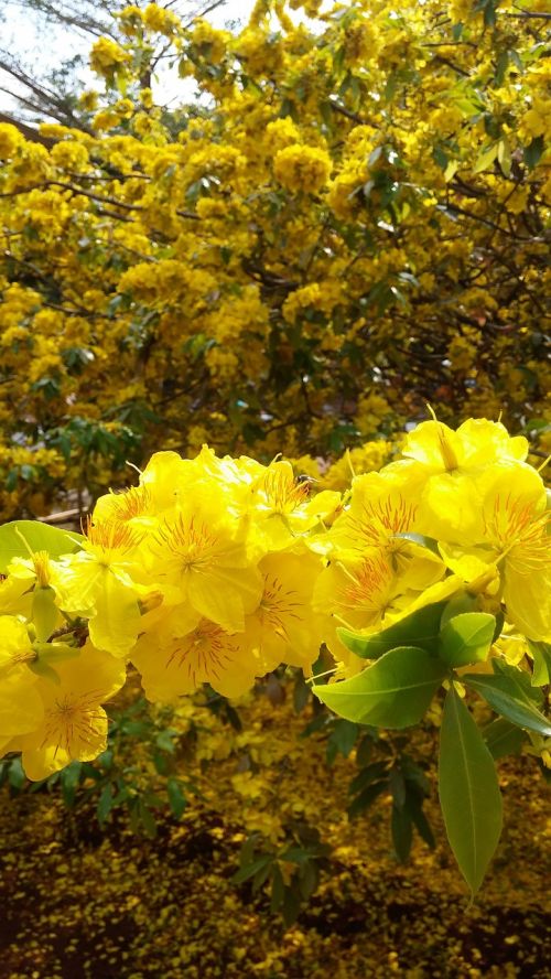 Gėlė, Auksas, Pavasaris, Dong Nai Provincija, Xuan Loc District