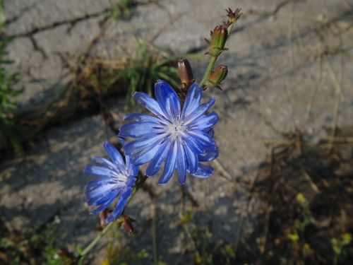 Gėlė, Centaurea, Mėlyna Gėlė