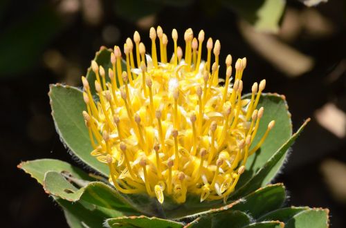 Gėlė, Pincushion, Proteazės, Pietų Afrikietis, Protea, Cordifolium, Geltona, Wildflower, Gamta