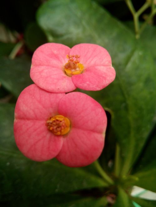 Gėlė, Euphorbia Milii, Kristo Erškėčių, Krikščionių Karūna, Kolumbija, Medellin