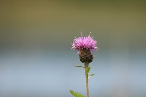 Gėlė, Gamta, Augalas, Žydi, Flora, Žydėti