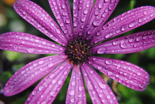 Gėlė, Vasara, Lašai, Vanduo Violetinė