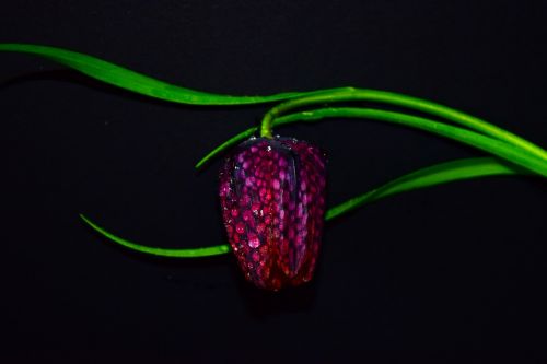 Gėlė, Fritillaria Meleagris, Fritillaria, Gamta