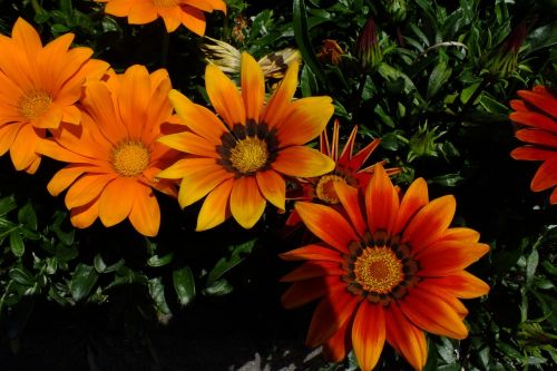 Gėlė, Gamta, Oranžinė