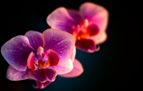 Gėlė,  Orchidėja,  Pasodintas Augalas,  Augalas,  Orchidėjos,  Orkidè,  Violetinė,  Gėlės