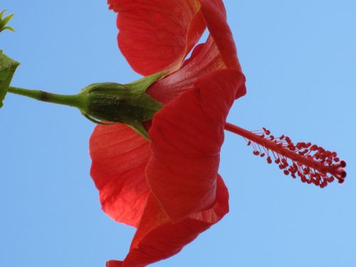 Gėlė,  Tropikai,  Hybiscus,  Marokas