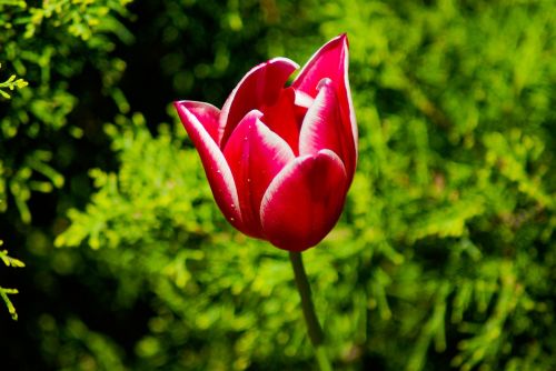 Gėlė,  Raudona Tulpė,  Žiedlapiai