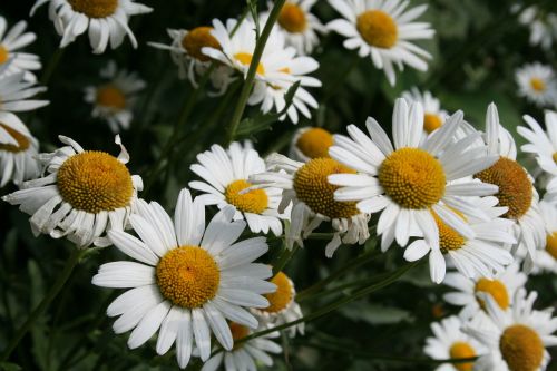 Gėlė,  Daisy,  Ramunė,  Baltos Gėlės,  Vasaros Gėlės