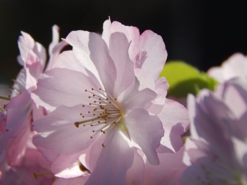 Gėlė,  Pavasaris,  Rožinis,  Makro,  Nuotrauka