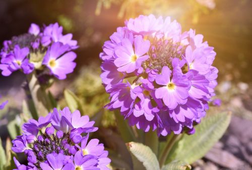 Gėlė,  Augalas,  Primozė,  Rutulys,  Gėlės,  Violetinė,  Sodas,  Pavasaris,  Pavasario Gėlė,  Saulės Šviesa,  Šviesa,  Uždaryti