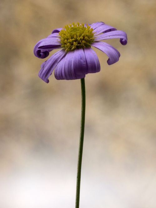 Gėlė,  Mažas,  Makro,  Violetinė,  Pavasaris