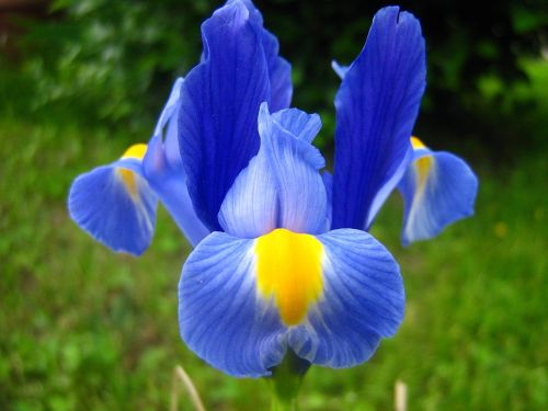 Gėlė, Iris, Raudona Rainelė, Pavasario Gėlė, Fleur-De-Lis, Pavasaris, Žiedlapis, Mėlynas, Geltona
