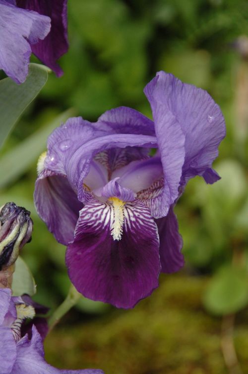 Gėlė, Iris, Violetinė, Gamta