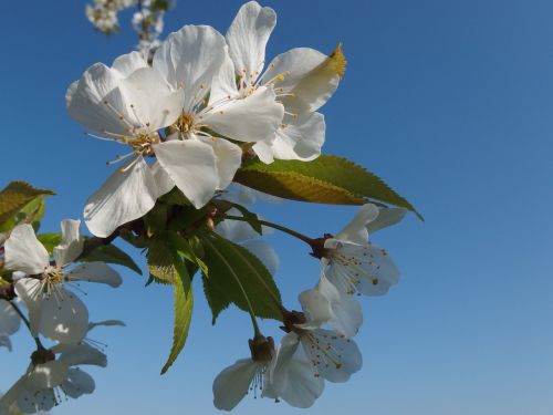 Gėlė,  Žydi Vyšnios,  Pavasaris